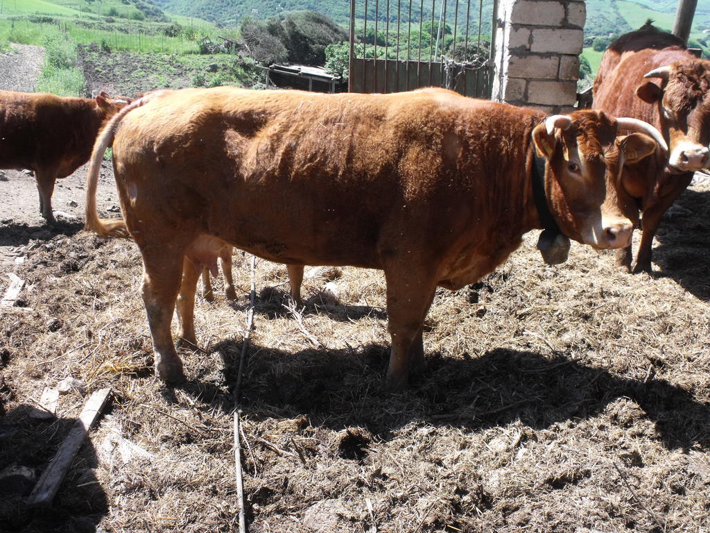 Agriturismo Sa Tanca Noa Tergu Bagian luar foto